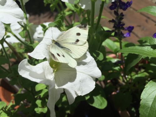 insect flower nature