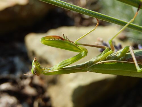 insect mantis mantis religiosa