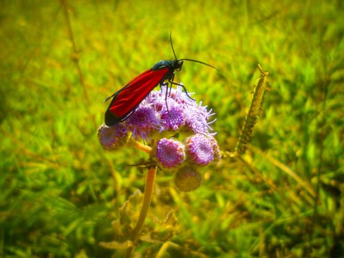 insect flower nature