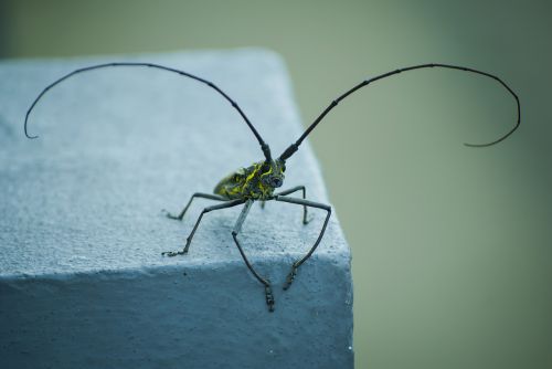 insect pet macro