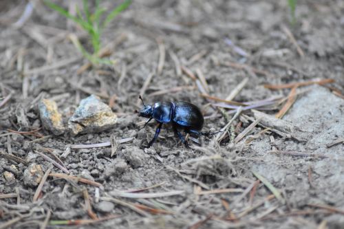 insect natural beetle