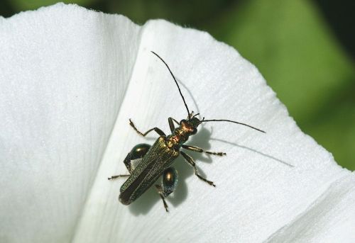 insect bug false oil beetle