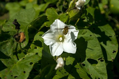 insect nature flower