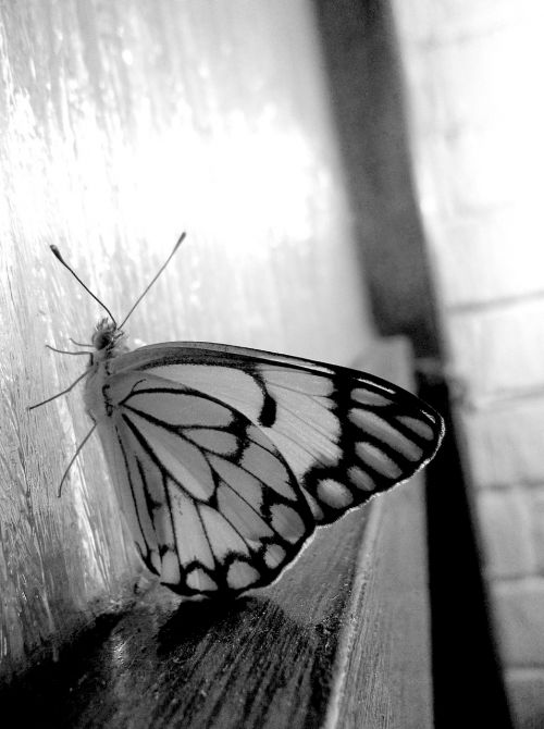 insect wings butterfly