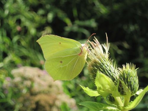 insect butterfly gonepteryx rhamni