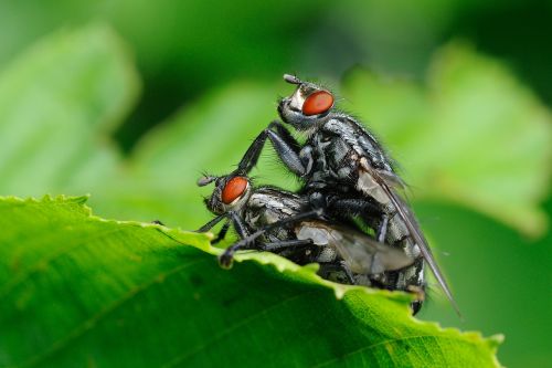 insect flies macro