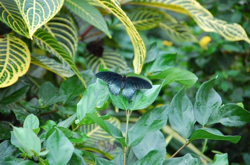 insect butterfly blue