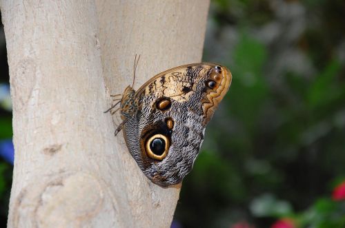 insect butterfly nature