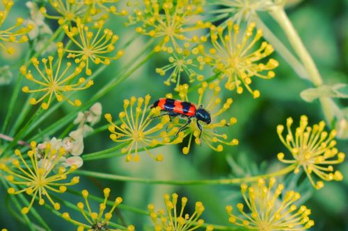 insect flowers red