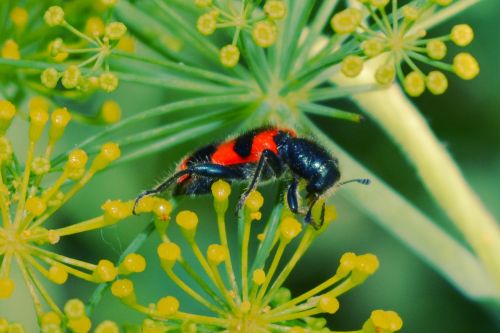 insect flowers red