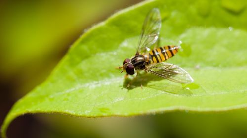 insect fly leaf