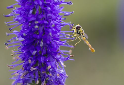 insect flower macro