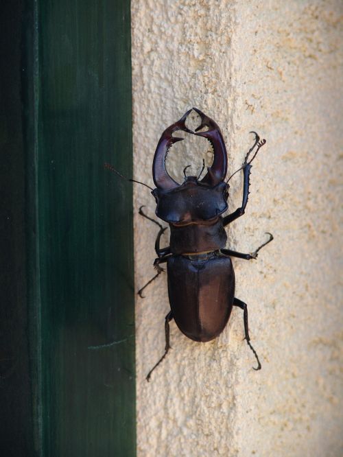 insect beetle stag beetle