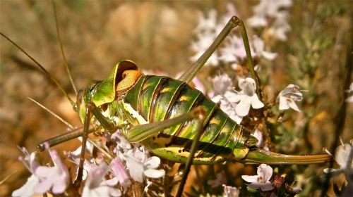 insect grasshopper forest
