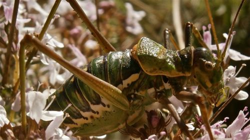 insect grasshopper forest