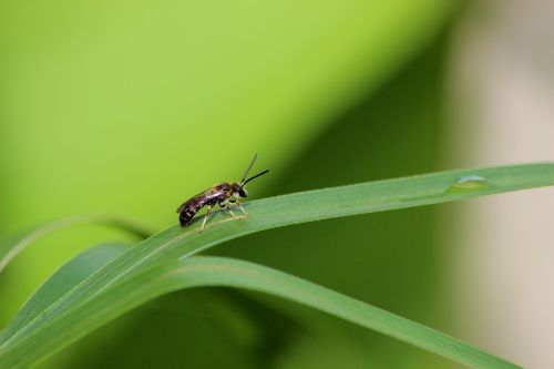 insect macro nature