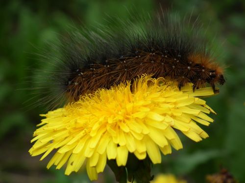 insect caterpillar flower