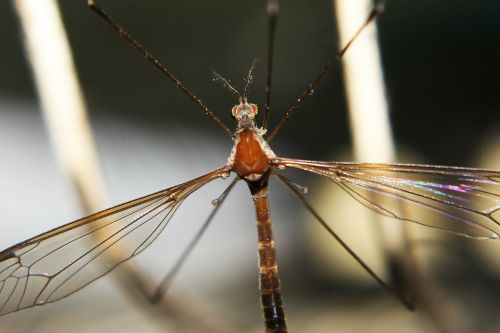 insect close-up mosquito