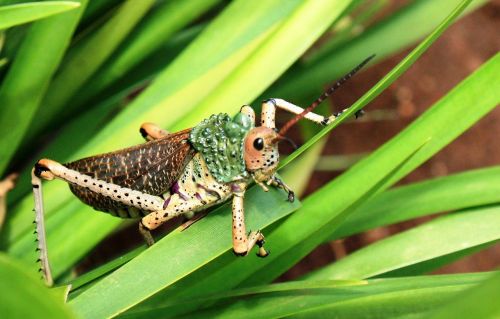 insect south africa animal