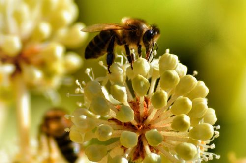 insect bee flower