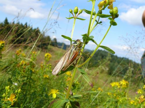 insect flowers nature