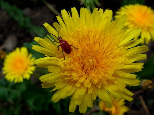 insect beetle flower