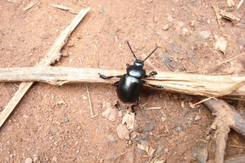 insect soil nature