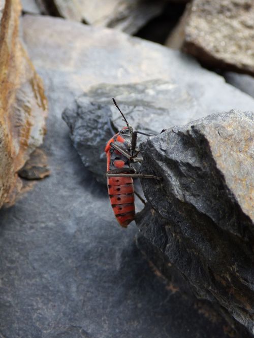 insect beetle red and black