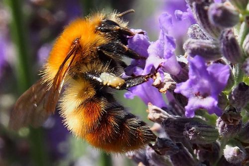 insect bee blossom