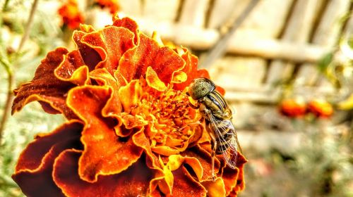 insect red flowers macro