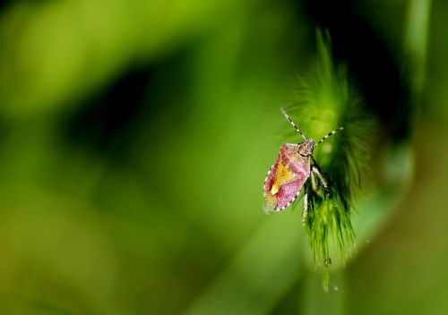 insect summer macro