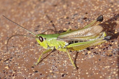 insect grasshopper green