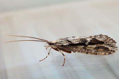 insect macro closeup