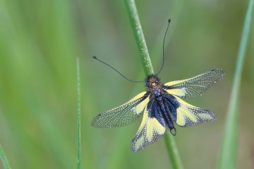 insect dragonflies-butterfly way libelloides coccajus