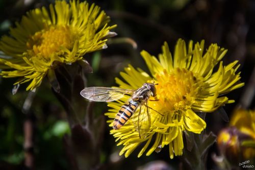 insect flower yellow