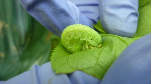 insect larva forest