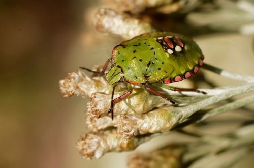 insect macro insects