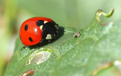 insect ladybug macro