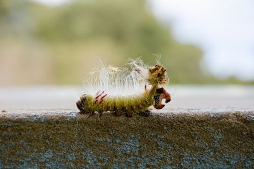 insect macro nature