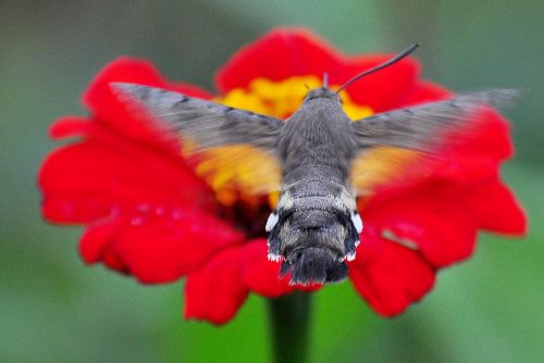 insect moth the hummingbird hawk-purple