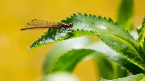 insect green outdoors