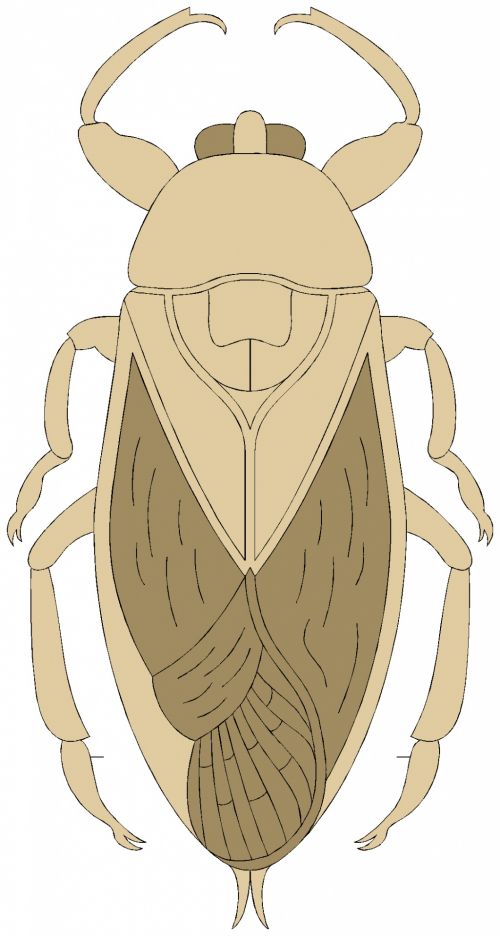 Insect 22