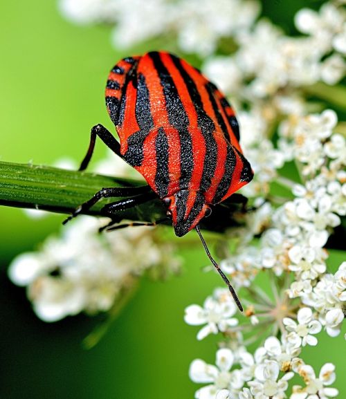 insect macro nature