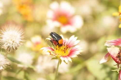 insect flower nature