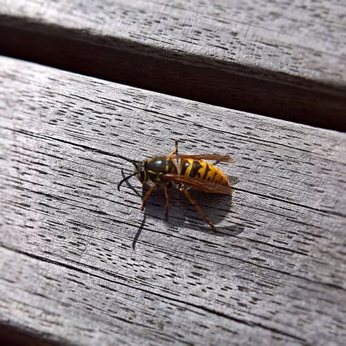 insect wasp wasp queen
