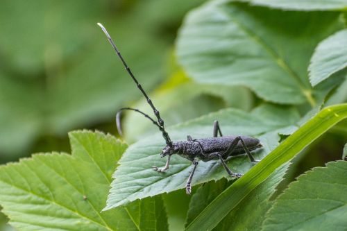 insect beetle nature