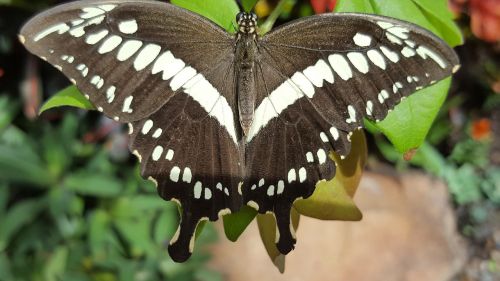 insect butterfly nature