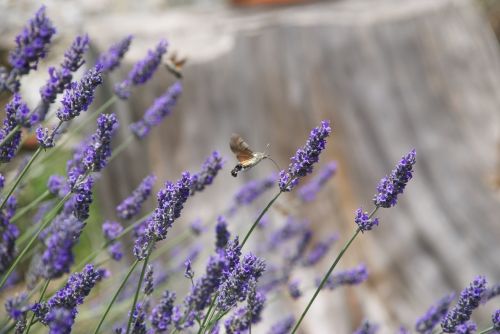 insect italy nature