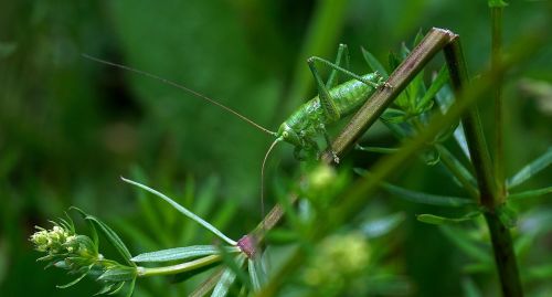 insect green grasshopper