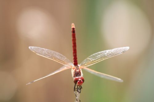 insect wing red